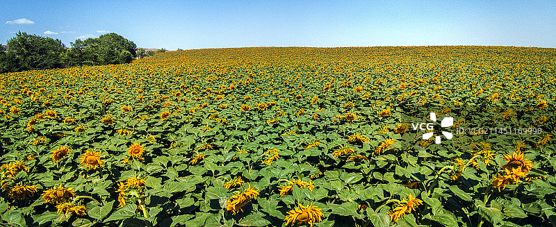 向日葵图片素材