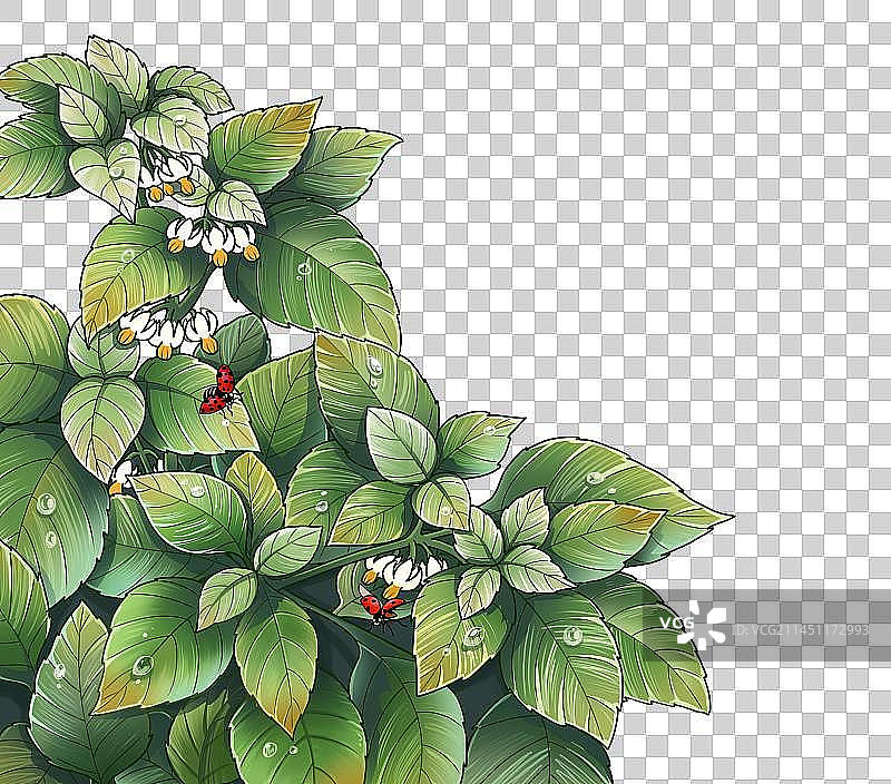 热带植物插画元素图片素材