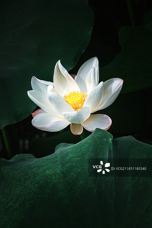 白莲花+月牙湖（南京）图片素材