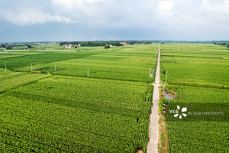 航拍山东鲁西南乡村玉米地图片素材