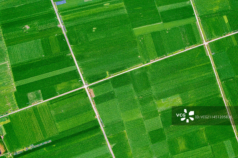 航拍山东鲁西南乡村玉米地图片素材