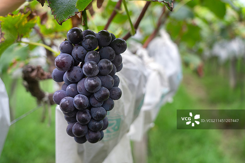 陕西省西安市长安区户太八号葡萄园图片素材