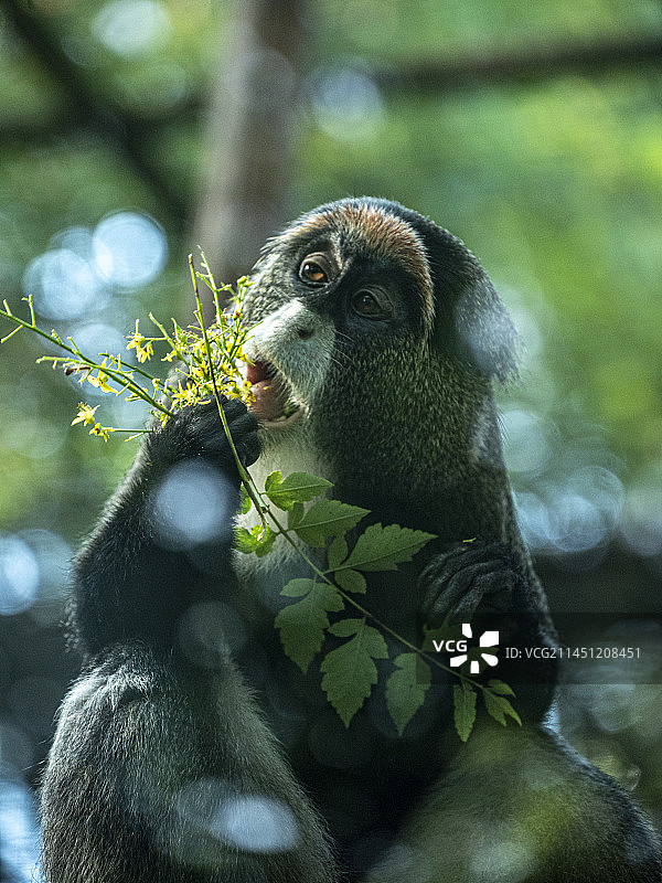 长尾猴图片素材