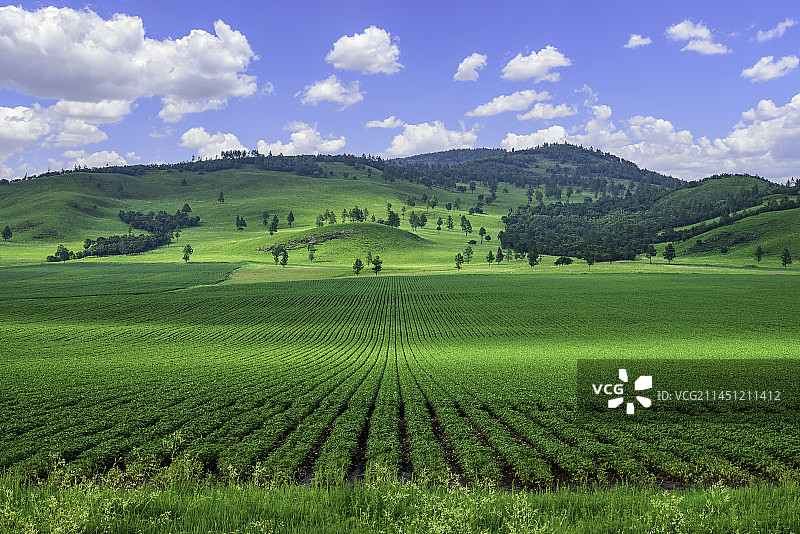 内蒙古呼伦贝尔田园风光，规模化种植的大豆（扎兰屯市柴河镇呼伦贝尔农垦）图片素材