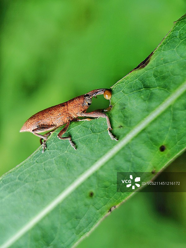吮吸汁液的象鼻虫图片素材