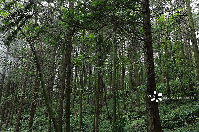 森林中生长的树木图片素材