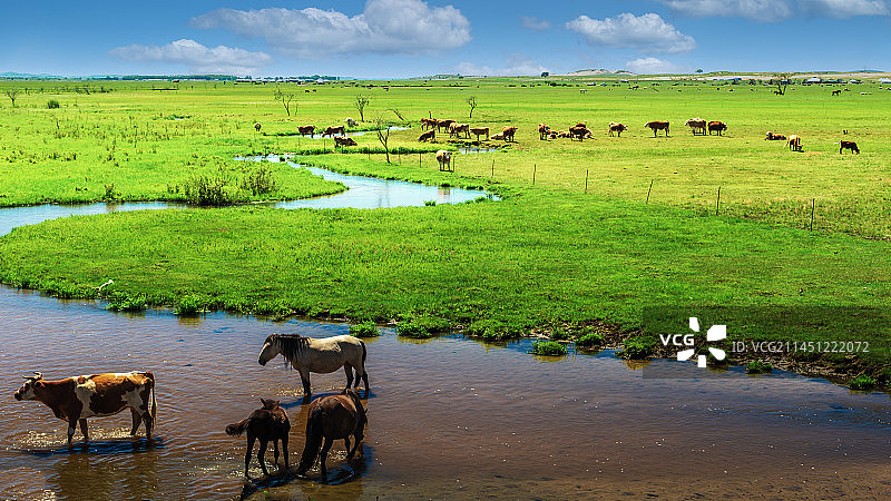 正蓝旗牧场图片素材