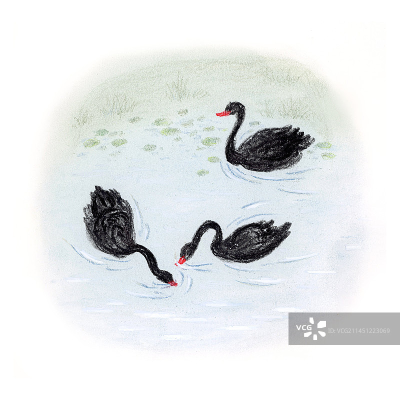 在湖中游的三只黑天鹅插画图片素材
