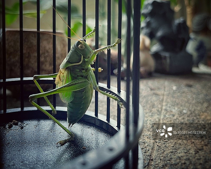 蝈蝈图片素材