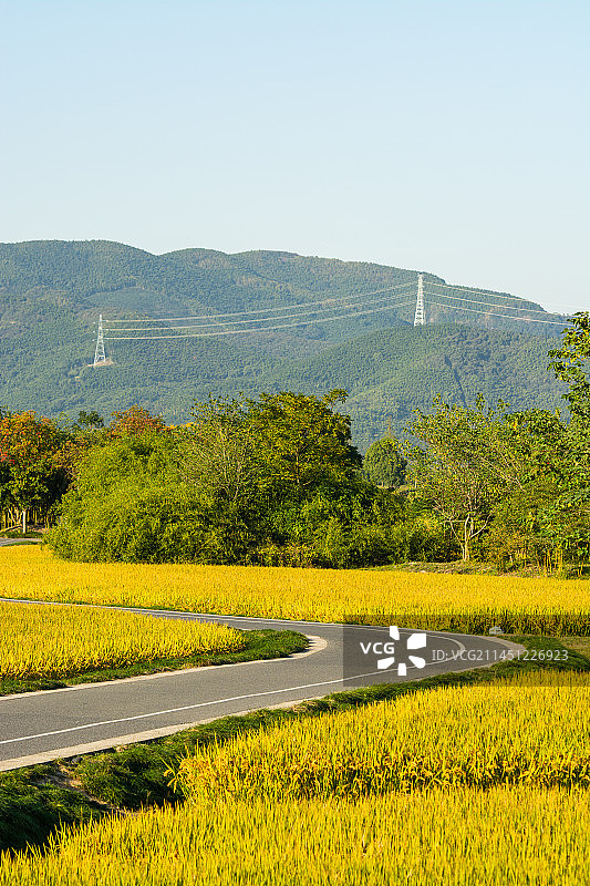 良渚古城遗址公园 杭州余杭区 农村风光 乡村田园 金秋稻田 农田道路图片素材