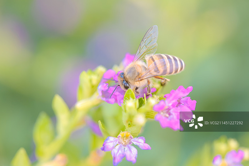 采蜜图片素材