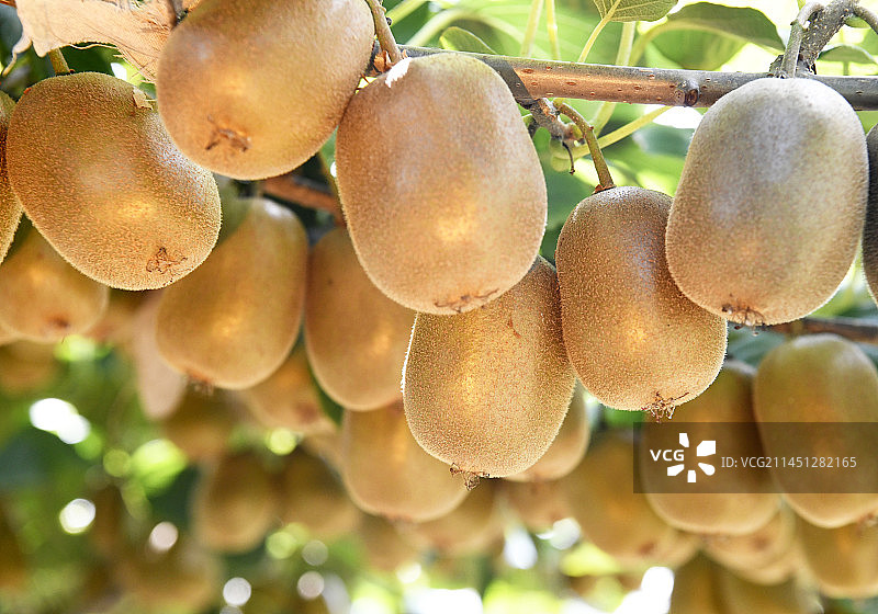 秋天果园里成熟的猕猴桃挂满枝头图片素材