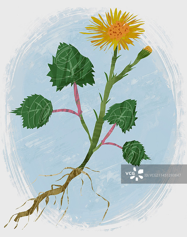 中药材款冬花插画图片素材