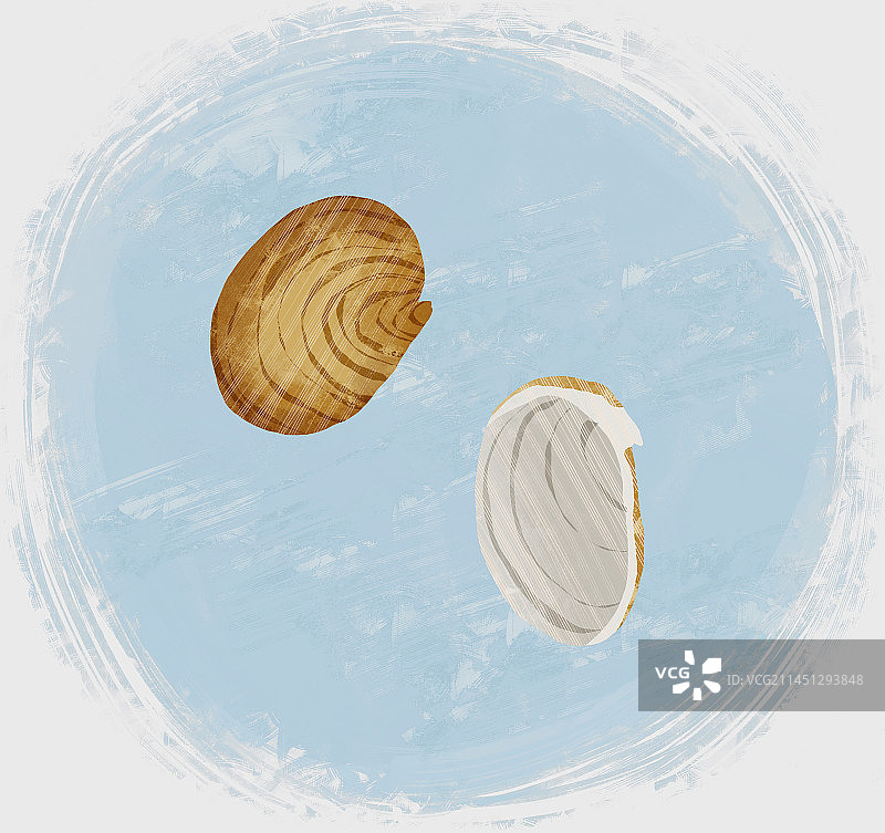 中药材海蛤壳插画图片素材