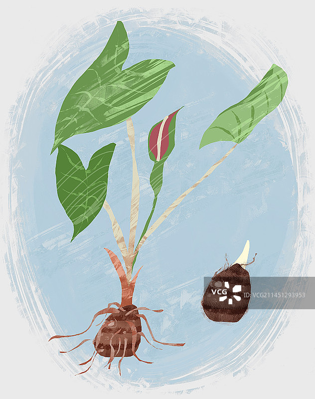 中药材独角莲和白附子插画图片素材