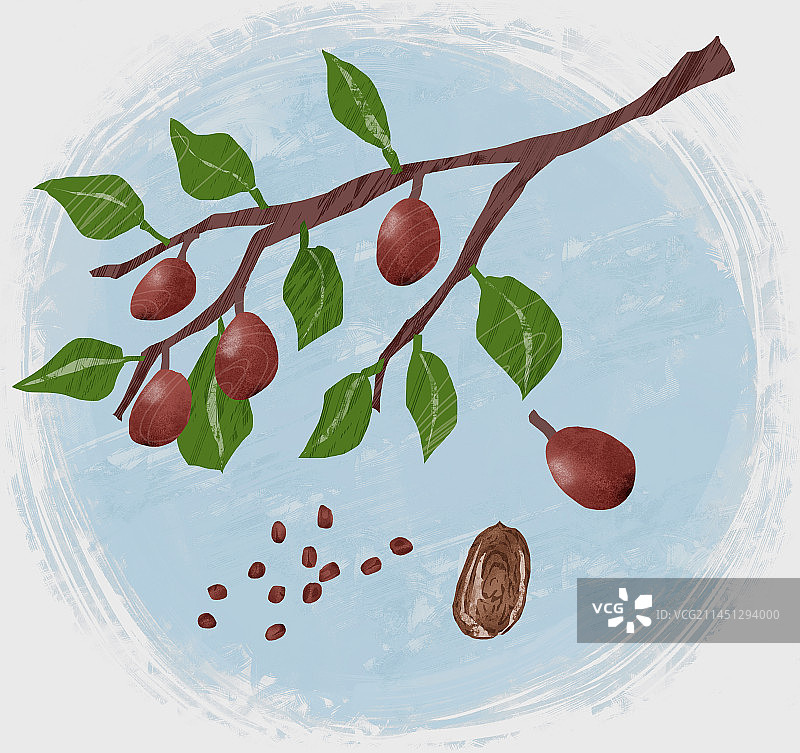 中药材酸枣仁和酸枣插画图片素材