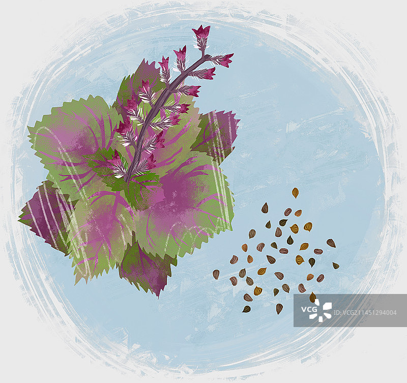 中药材紫苏子插画图片素材