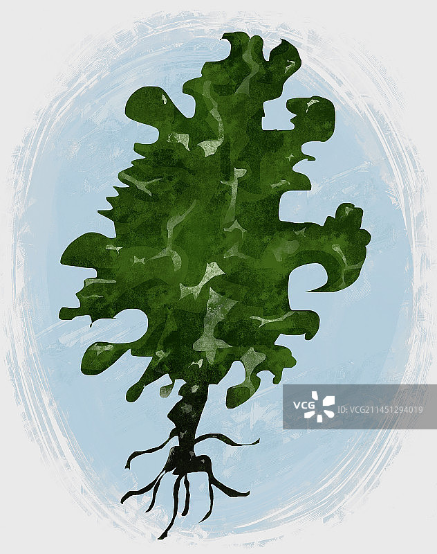 中药材昆布插画图片素材