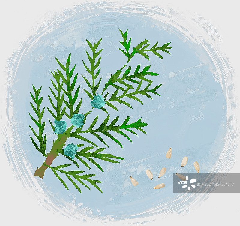 中药材柏子仁插画图片素材