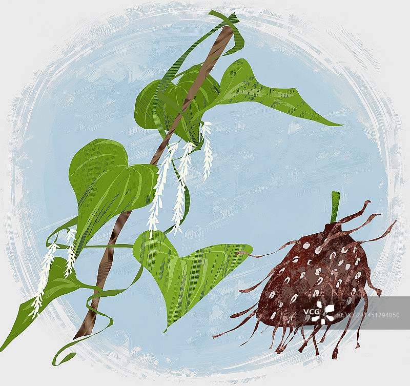 中药材黄药子插画图片素材