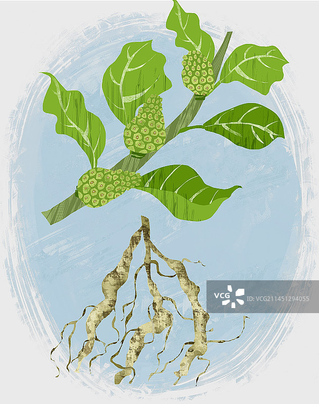 中药材巴戟天插画图片素材