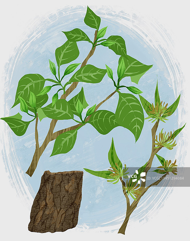 中药材杜仲插画图片素材