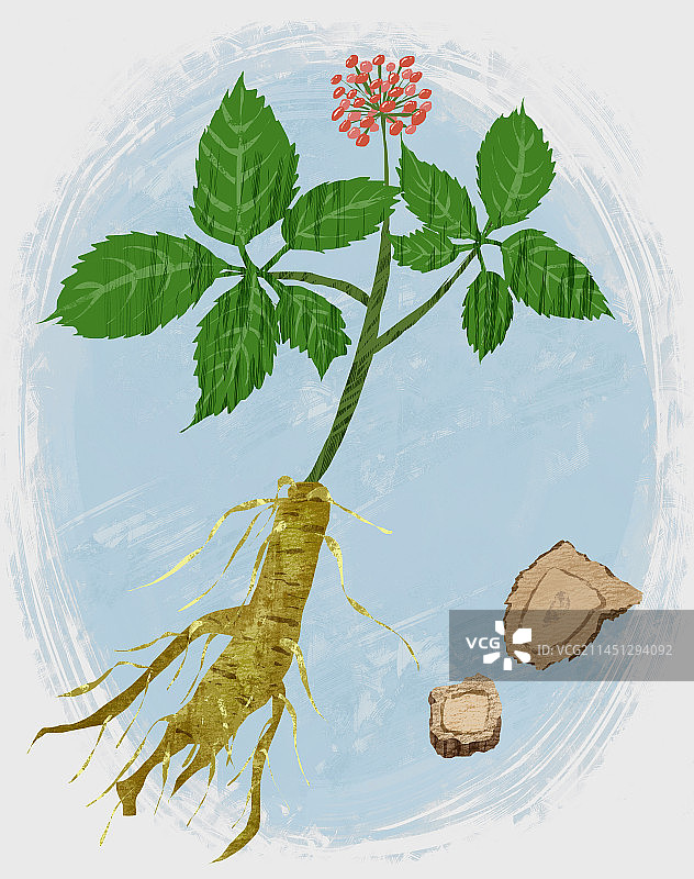 中药材西洋参插画图片素材