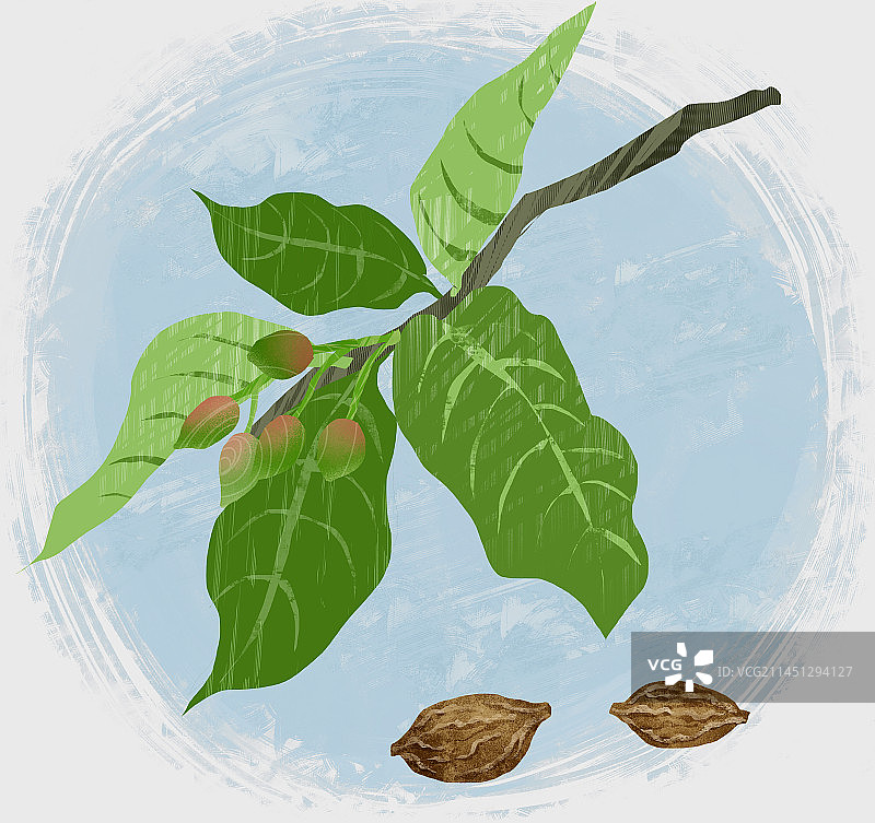 中药材诃子插画图片素材