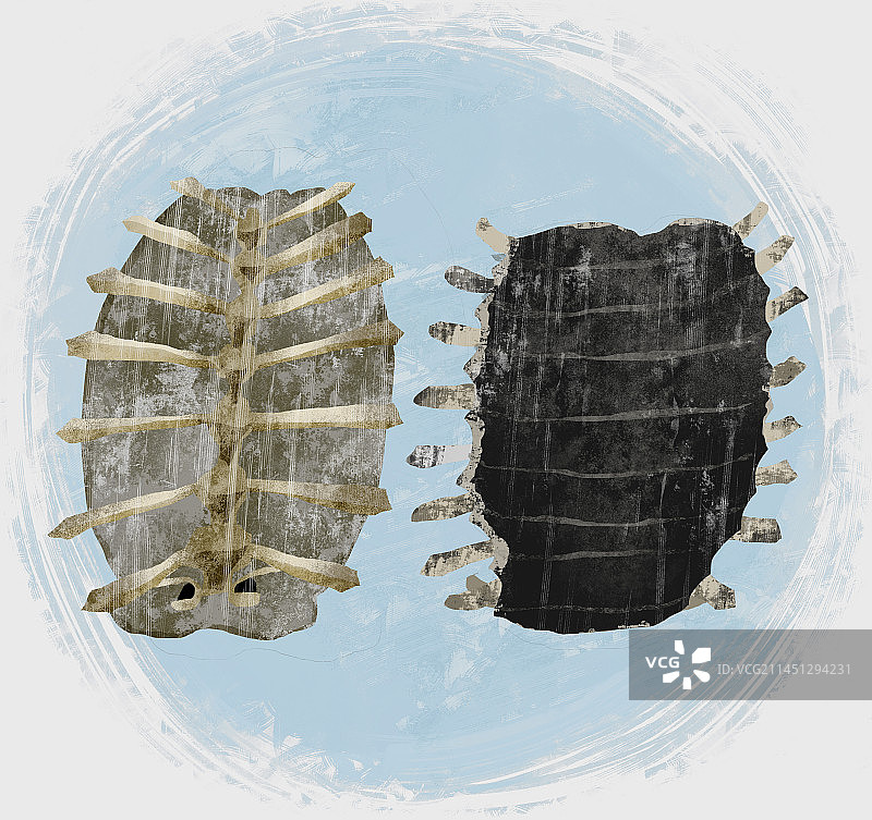 中药材鳖甲插画图片素材