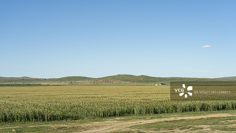 晴朗天空下农田玉米地风景图片素材
