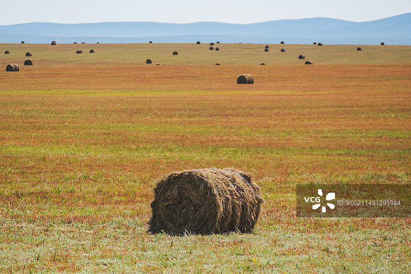 秋季呼伦贝尔草原上的干草卷图片素材