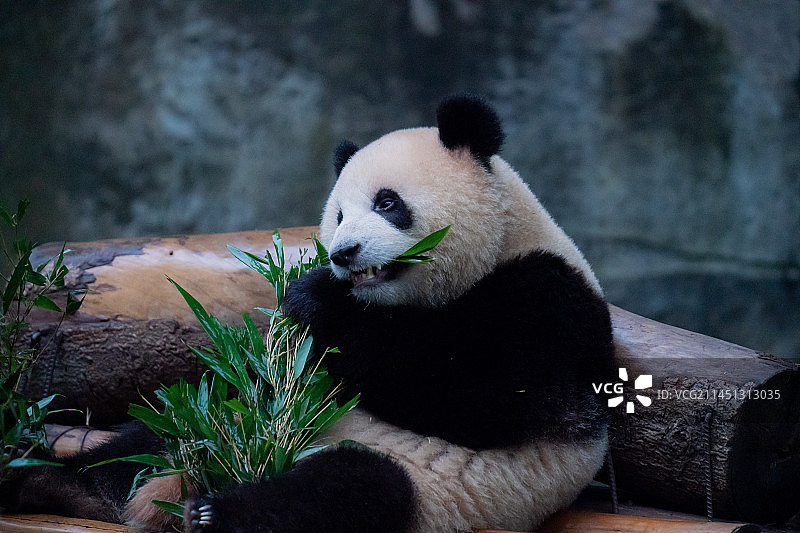 大熊猫熊猫幼崽国宝吃竹子萌态十足图片素材