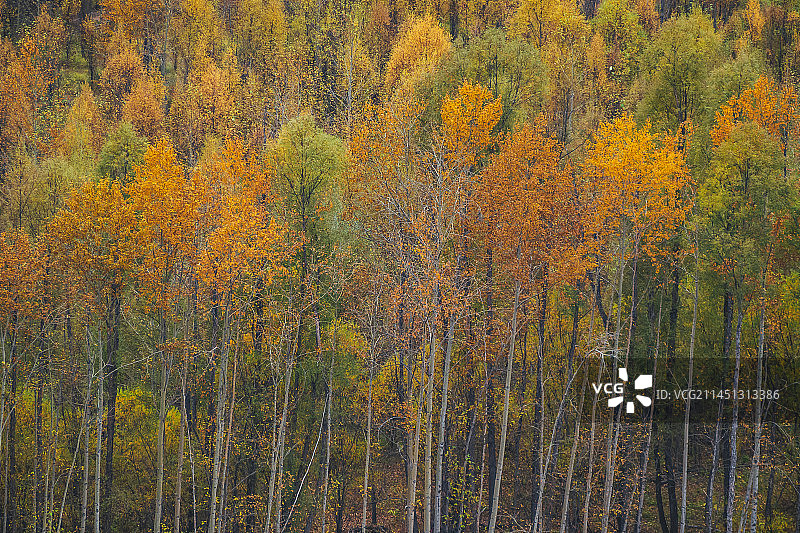 秋天根河源国家湿地公园风景图片素材