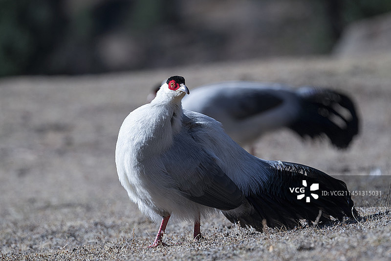 优雅的白马鸡图片素材