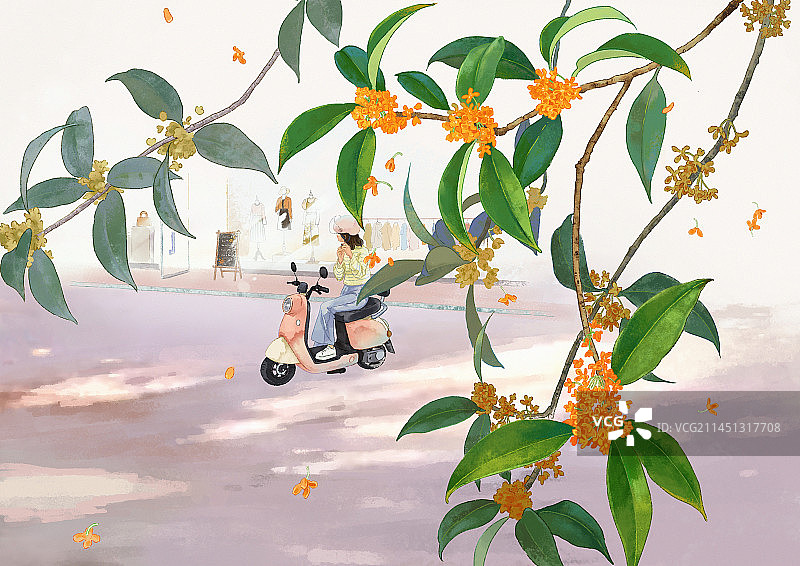 白露节气一个骑电车的女孩在桂花树下图片素材