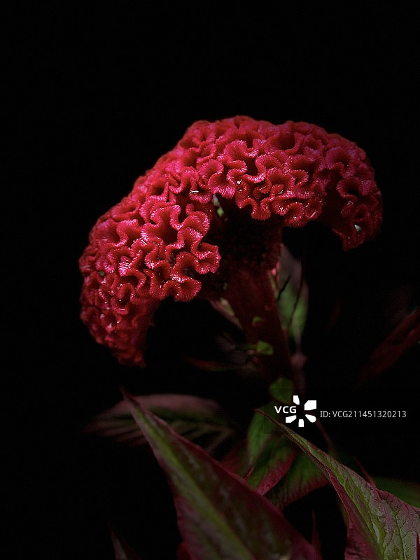 鸡冠花图片素材