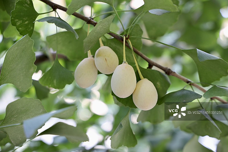 秋天的银杏果图片素材