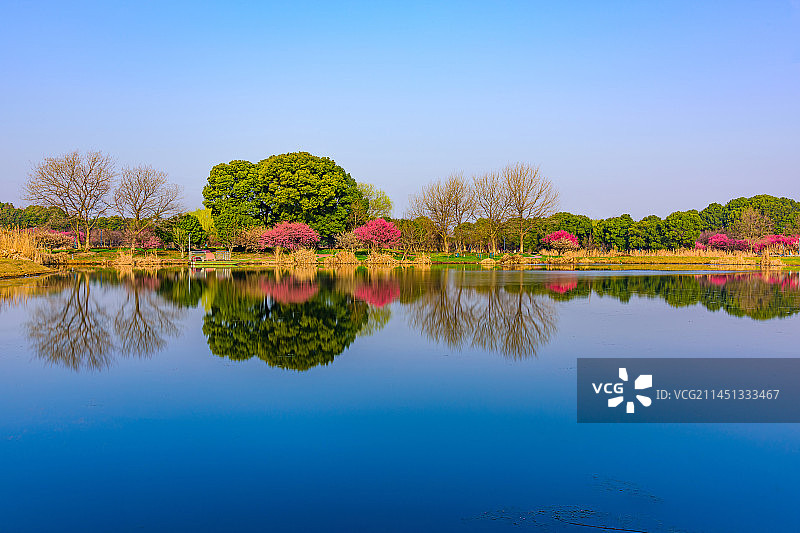苏州红梅园春天梅花盛开美景公园图片素材