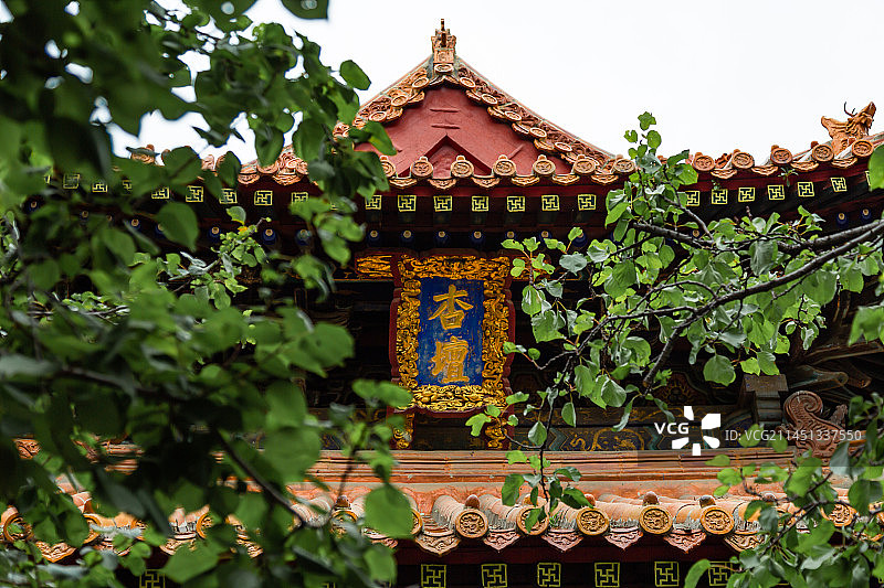 晴朗的天气，山东曲阜孔府孔庙的东方中国传统古建筑，绿树掩映中杏坛的屋顶。图片素材