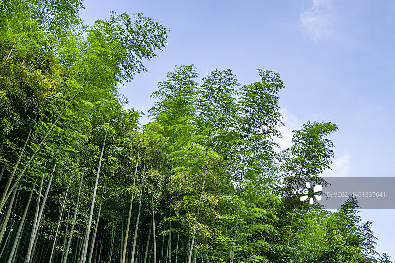 莫干山竹海图片素材