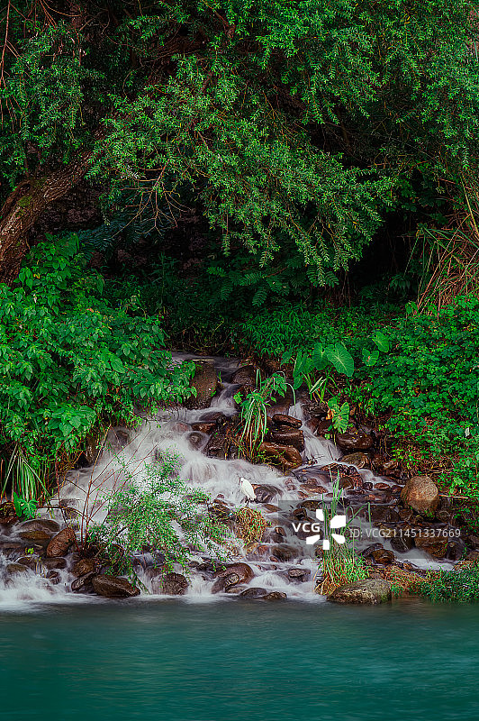 白鹭戏水图片素材