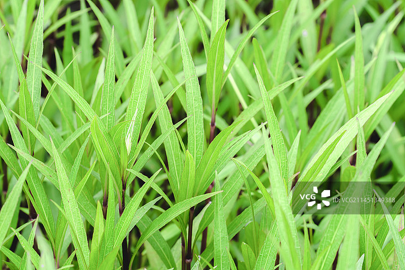 蓝花草图片素材