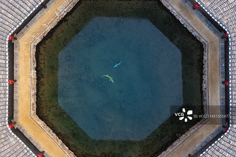 冷水泉里游动的鲟鱼图片素材