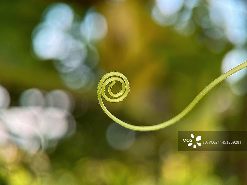 光影中的南瓜藤蔓图片素材