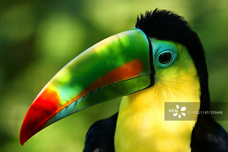 大嘴鸟鹦鹉图片素材