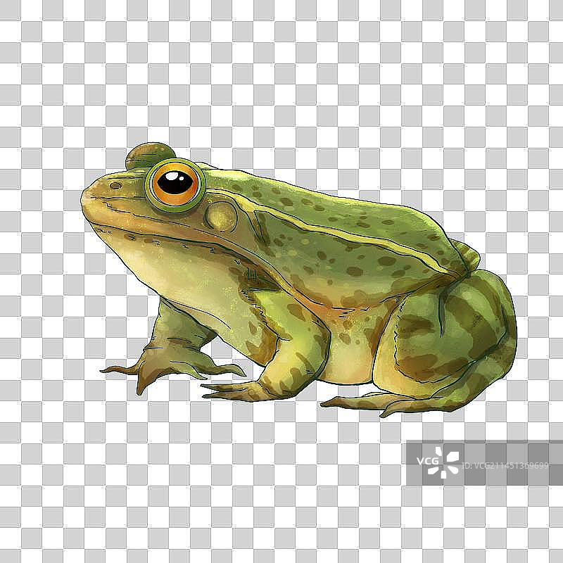 手绘水彩一只青蛙图片素材