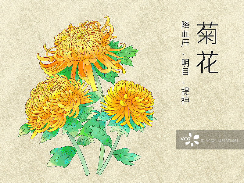 手绘水彩花卉黄色菊花插画图片素材