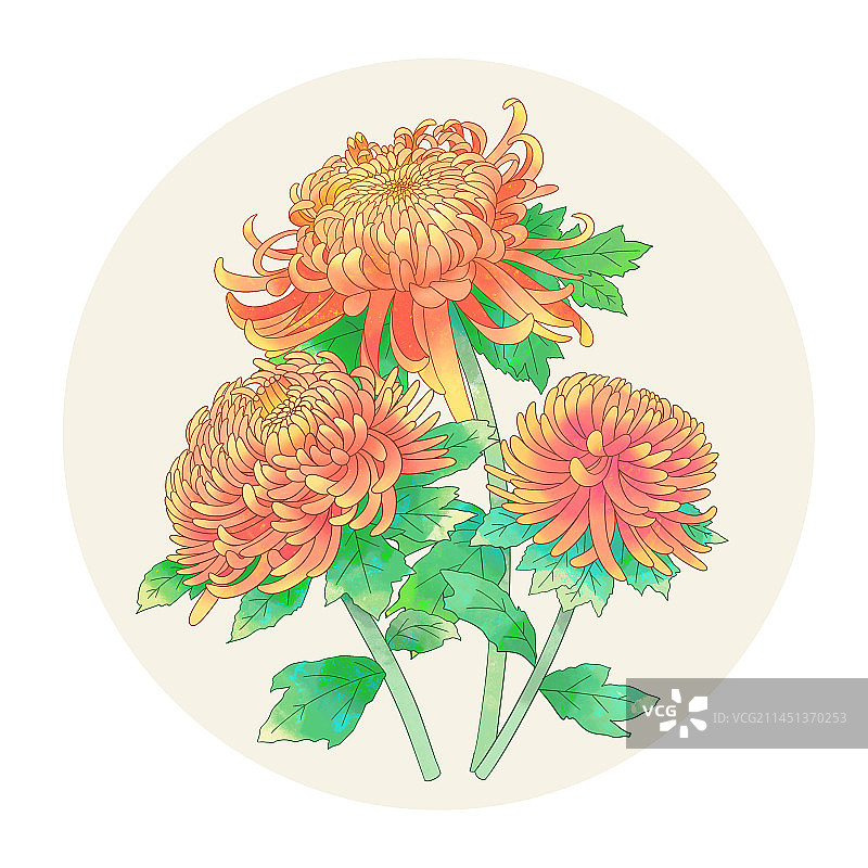 手绘水彩花卉橙色菊花图片素材