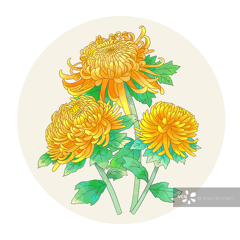 手绘水彩花卉黄色菊花图片素材