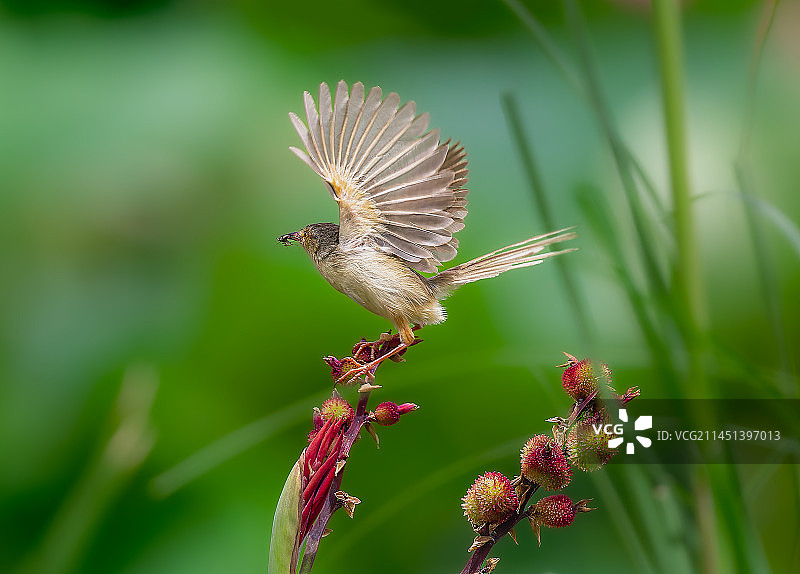 纯色山鹪莺图片素材